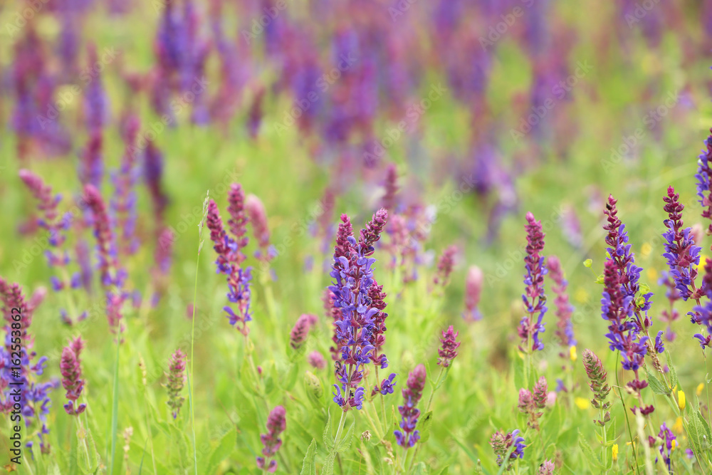 Blooming purple sage in steppe, closeup