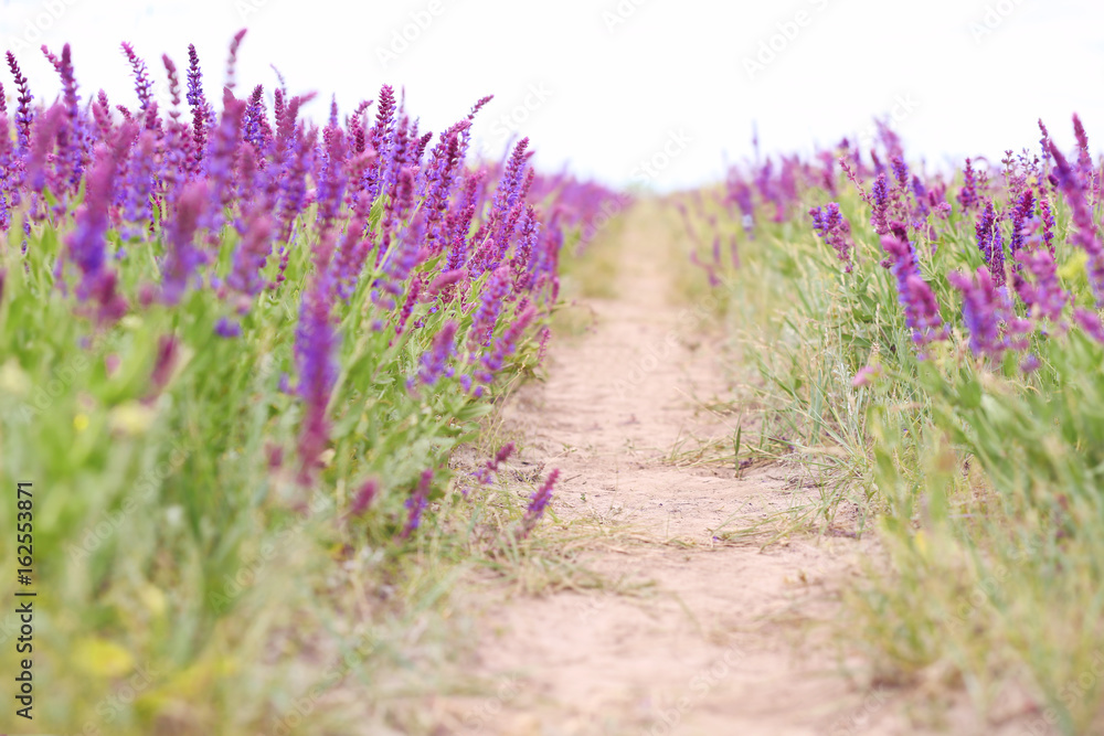 Obraz premium Path in steppe with blooming purple sage, closeup