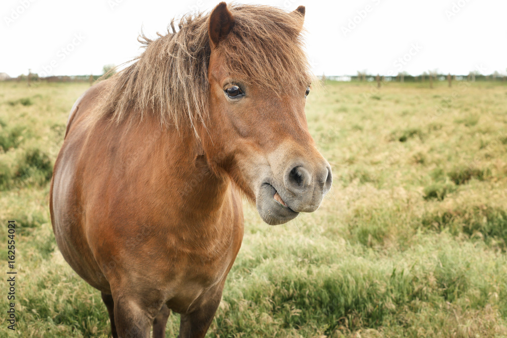Domestic horse in pasture on summer day