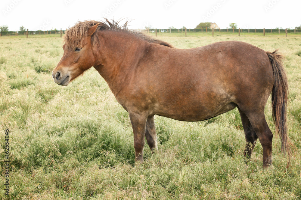 Domestic horse in pasture on summer day Domestic horse in pasture on summer day