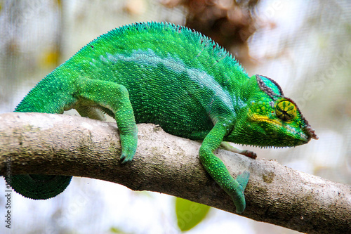 Jewelled chameleon, Andasibe-Mantadia National Park, Madagascar