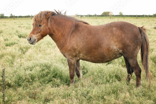 Domestic horse in pasture on summer day
