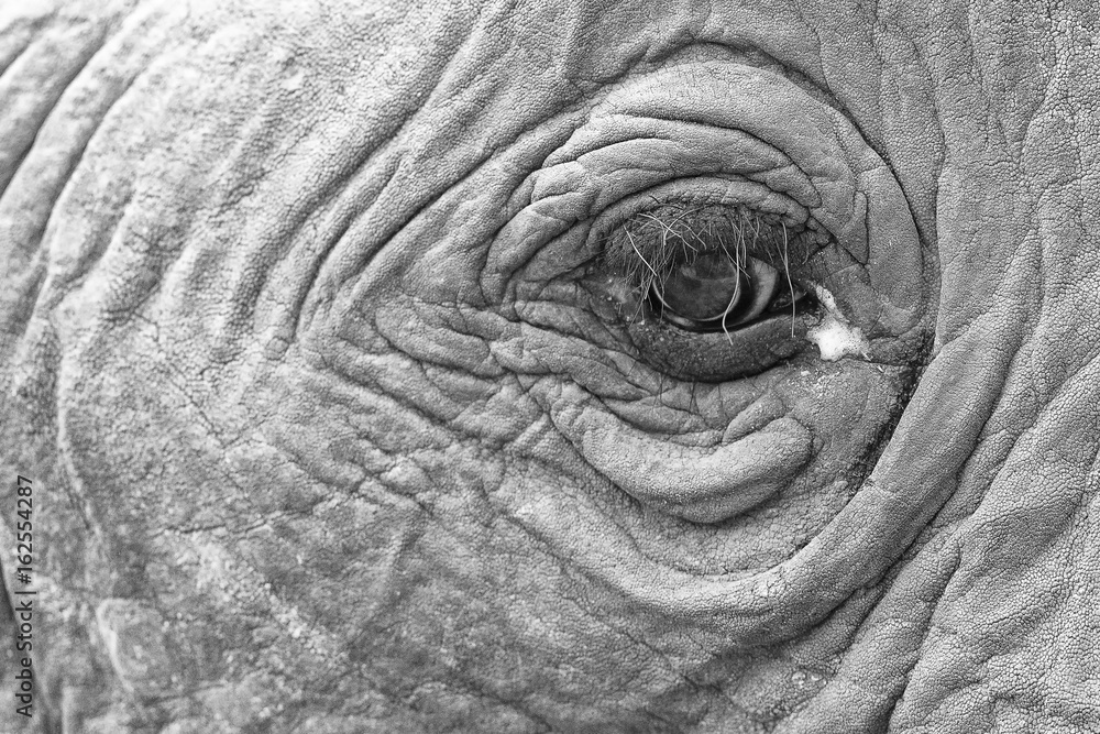 Elephant eye close-up with detail in artistic conversion Elephant eye close-up with detail in artistic conversion