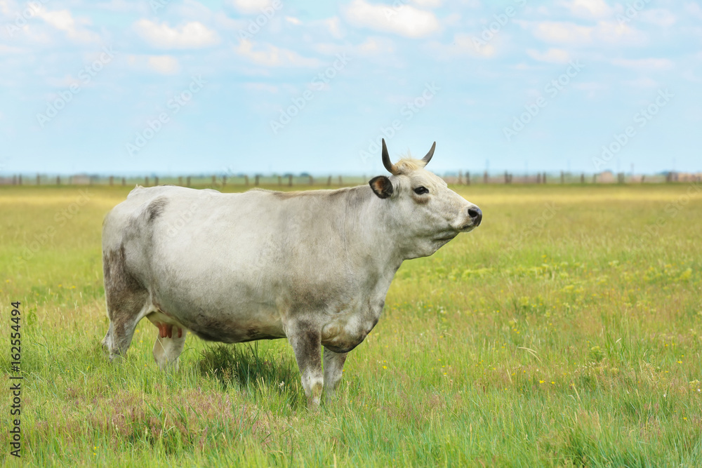 Domestic cow in pasture on summer day