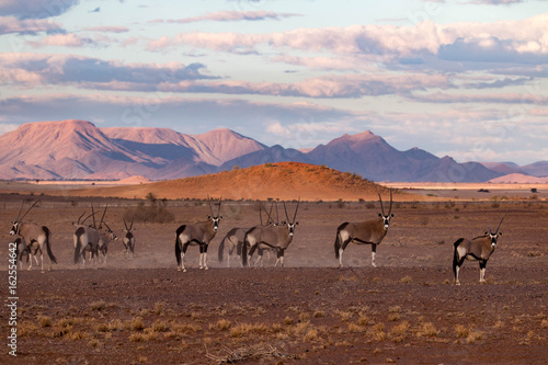 Gemsbok  oryx gazella  in the Namib Desert in Namibia  Africa
