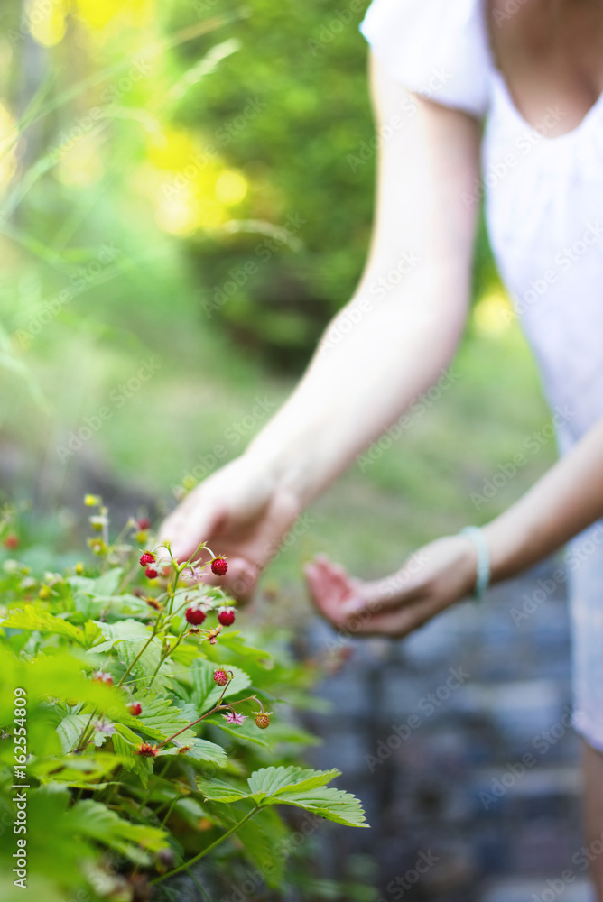 Woman collects wild strawberries in her garden. Focus on strawberries. Blurred person in the background. Woman collects wild strawberries in her garden. Focus on strawberries. Blurred person in the background.