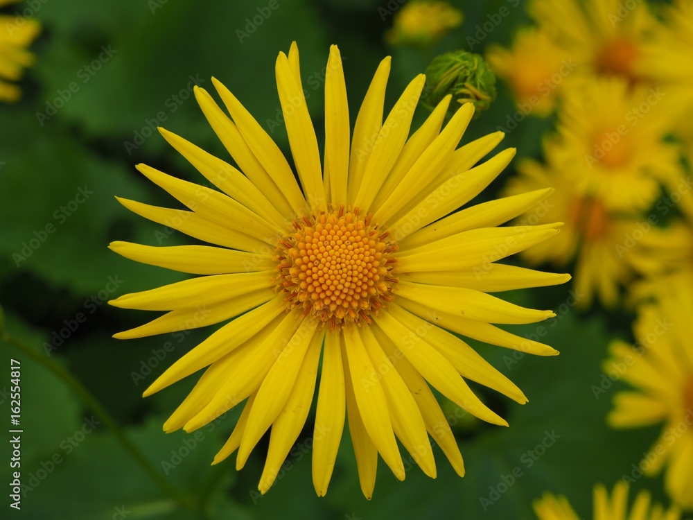 Obraz premium Flor amarilla