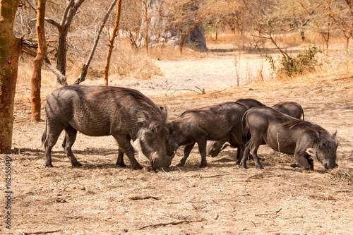 Warthogs in the Bandia Reserve, Senegal, West Africa