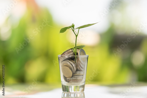 Seedling plant are growing on money coins glass - Financial , Saving concept
