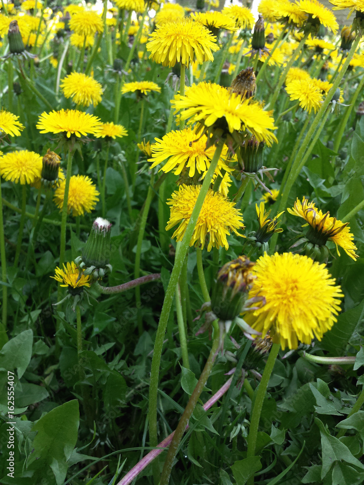 Obraz premium Dandelion in a field of green grass