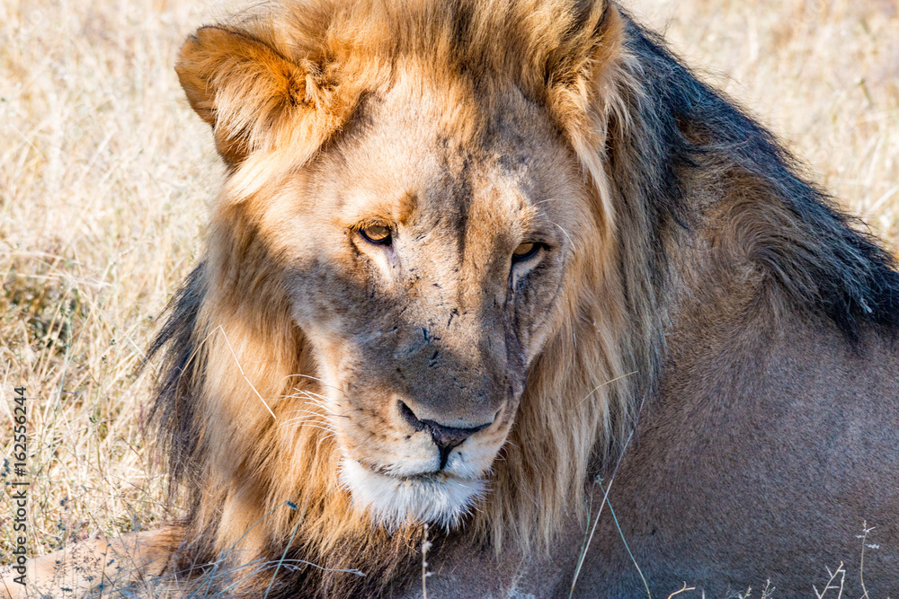 Beautiful male lion in Etosha National Park, Namibia Beautiful male lion in Etosha National Park, Namibia