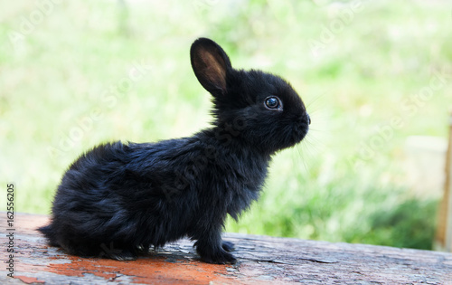 Small cute rabbit funny face, fluffy black bunny on wooden background. soft focus, shallow depth of field