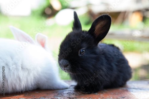 Two fluffy black white rabbits. Easter bunny concept. close-up, shallow depth of field, selective focus