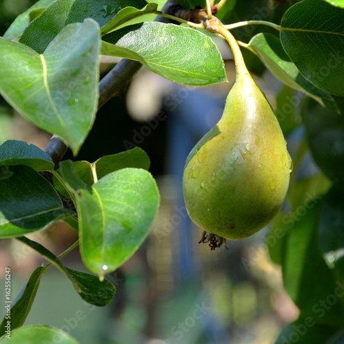 Pears in the orchard in the springtime.