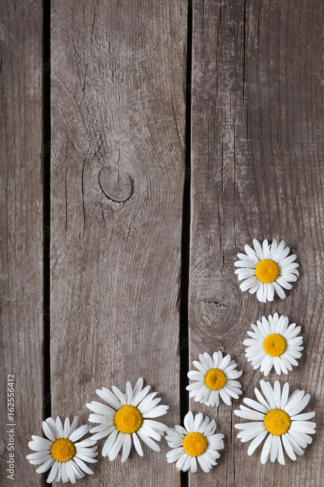 Obraz premium Background of daisies on an old wood board