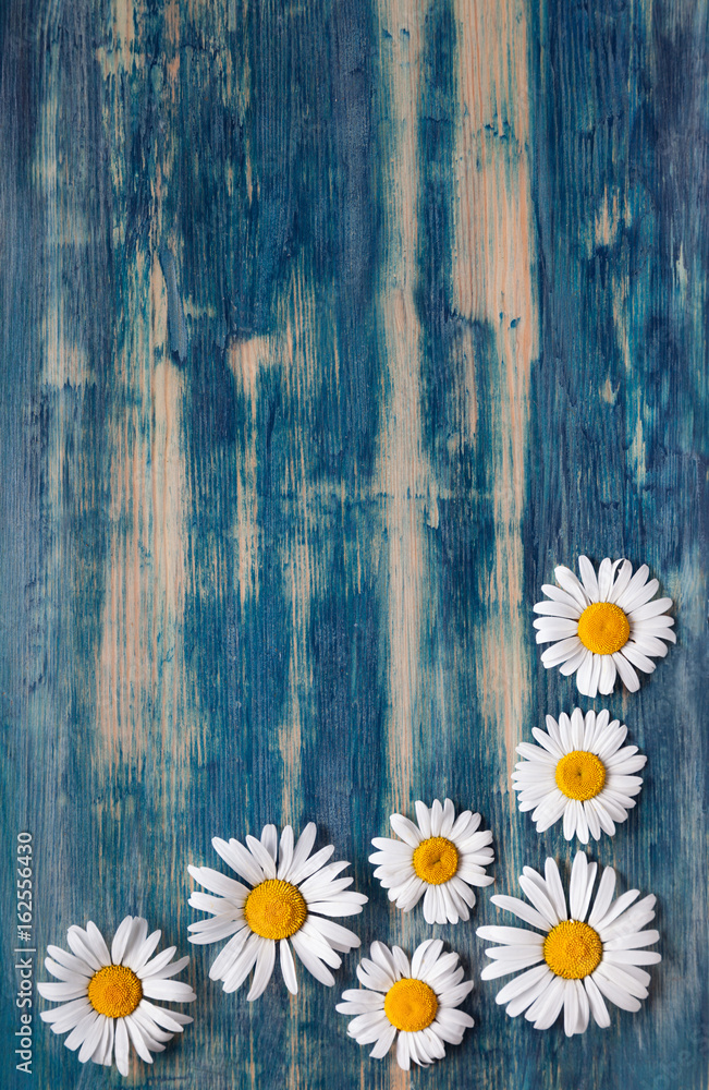Obraz premium Background of daisies on an old wood board