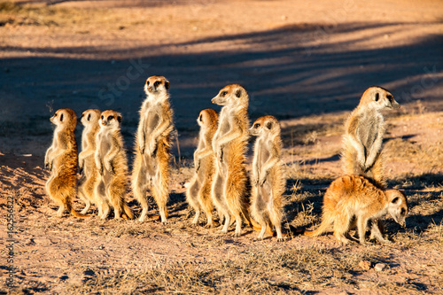 Meerkat family in Kgalagadi National Park, South Africa photo