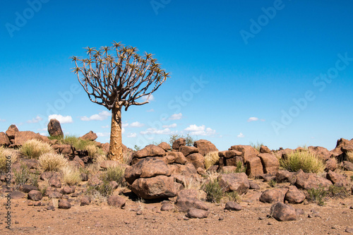 Quiver trees in the Namib Desert, Namibia