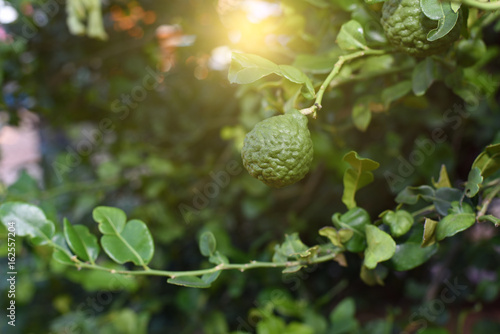 Green bergamot on the tree with sunlight