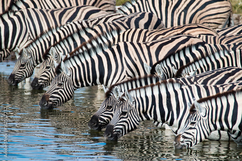 Zebras at a waterhole in Etosha National Park, Namibia