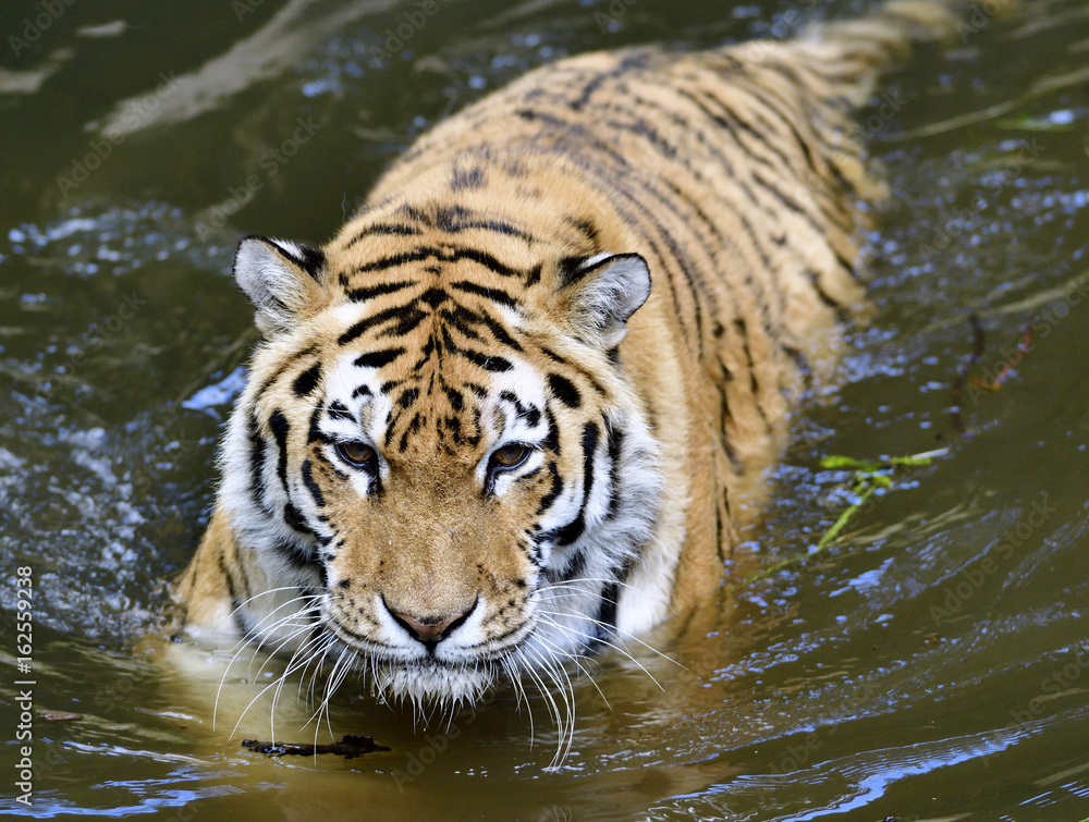Fototapeta premium Tiger in water