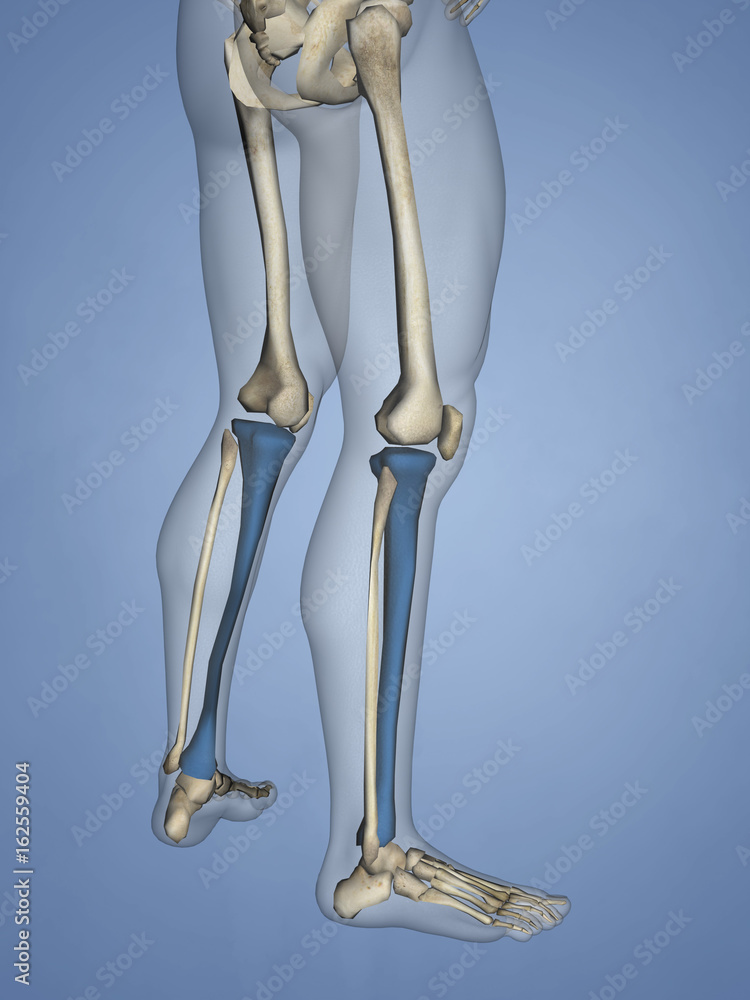 Tibia, 3D Model Tibia, 3D Model