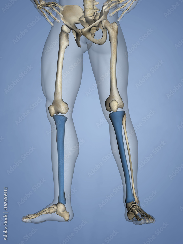Tibia, 3D Model Tibia, 3D Model