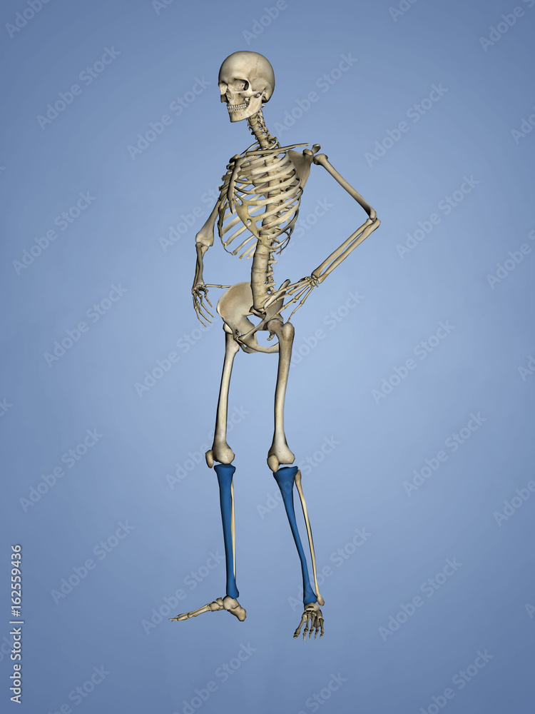 Tibia, 3D Model Tibia, 3D Model