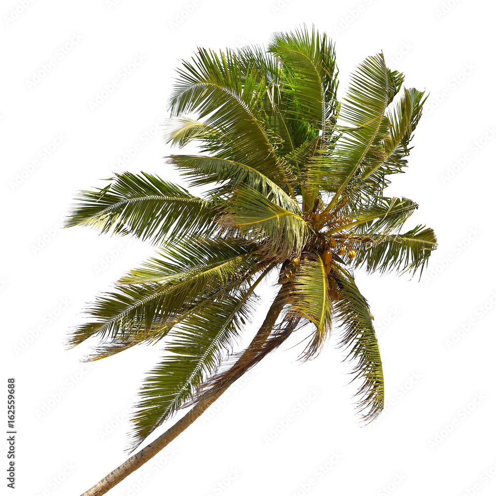 Tilted coconut palm isolated on white