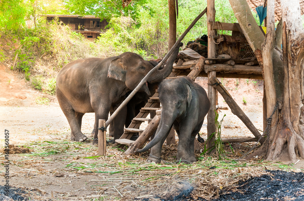 Naklejka premium Asian elephant in protected nature park near chiang Mai, northern Thailand
