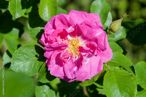 Pink rose hip flower macro, dog rose, sweet briar flower photo