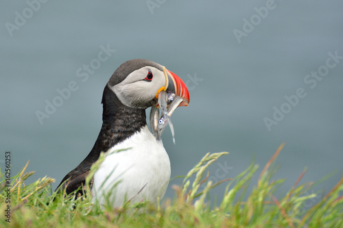Puffin with fishes