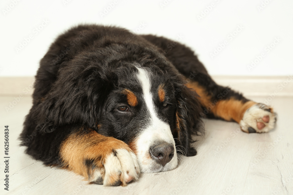 Cute funny dog lying on floor at home