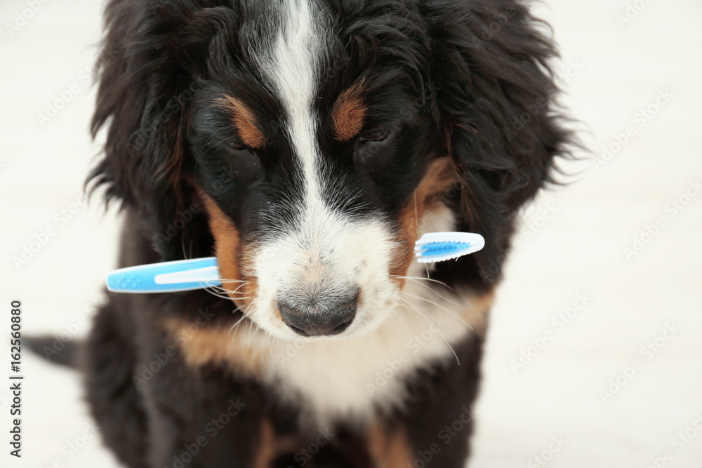 Cute funny dog with toothbrush at home, closeup. Concept of animal teeth cleaning