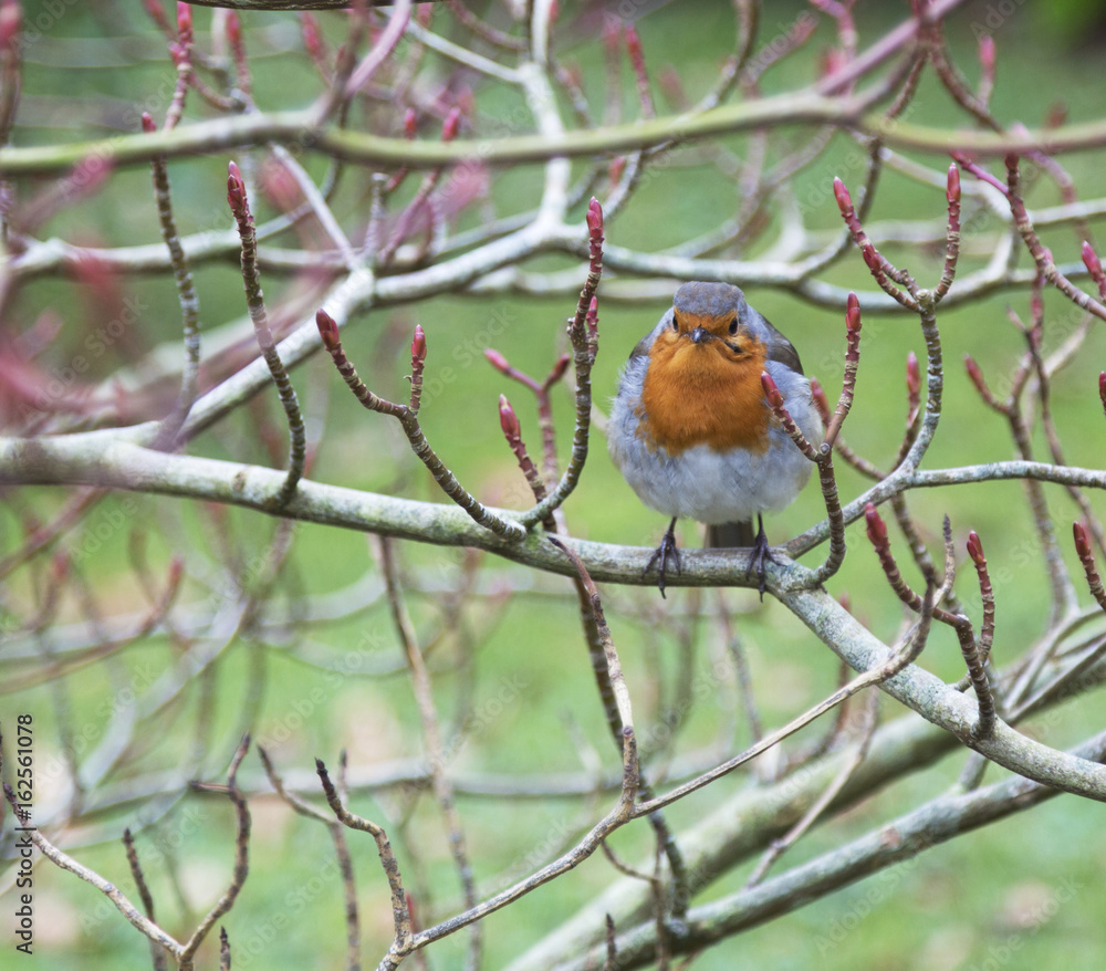 Robin on a Budding Bush Robin on a Budding Bush