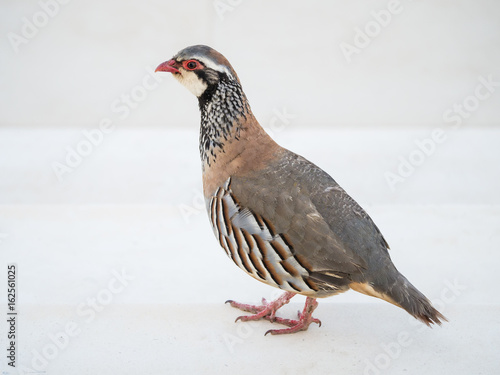 Canvas Print wild red-legged partridge bird