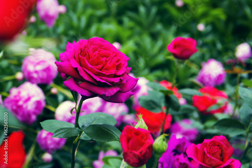 Beautiful red yellow orange rose