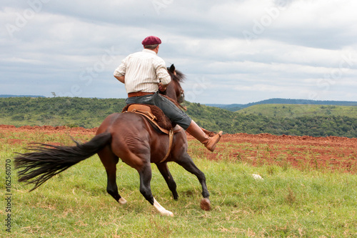 Cavalo Crioulo © Cesar Machado