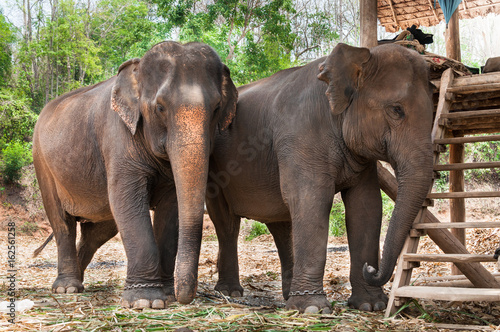 Asian elephant in Thailand