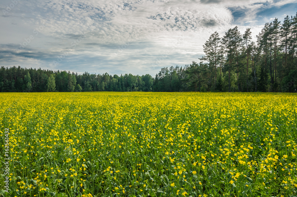 Field with blossoming raps in front of a forest under a beautiful evening sky