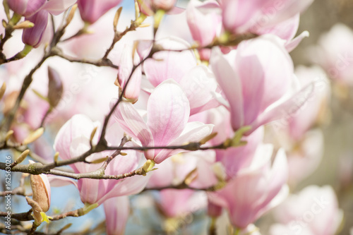 magnolia © Mariusz_arts