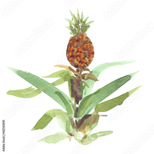 Small pineapple growing on a stem with big leaves painted in watercolor on clean white background