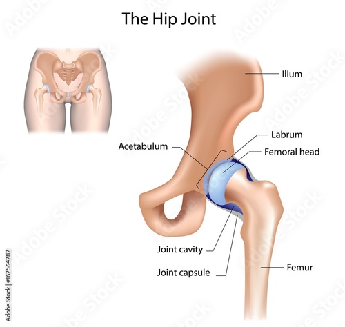 Hip joint structure, labelled 