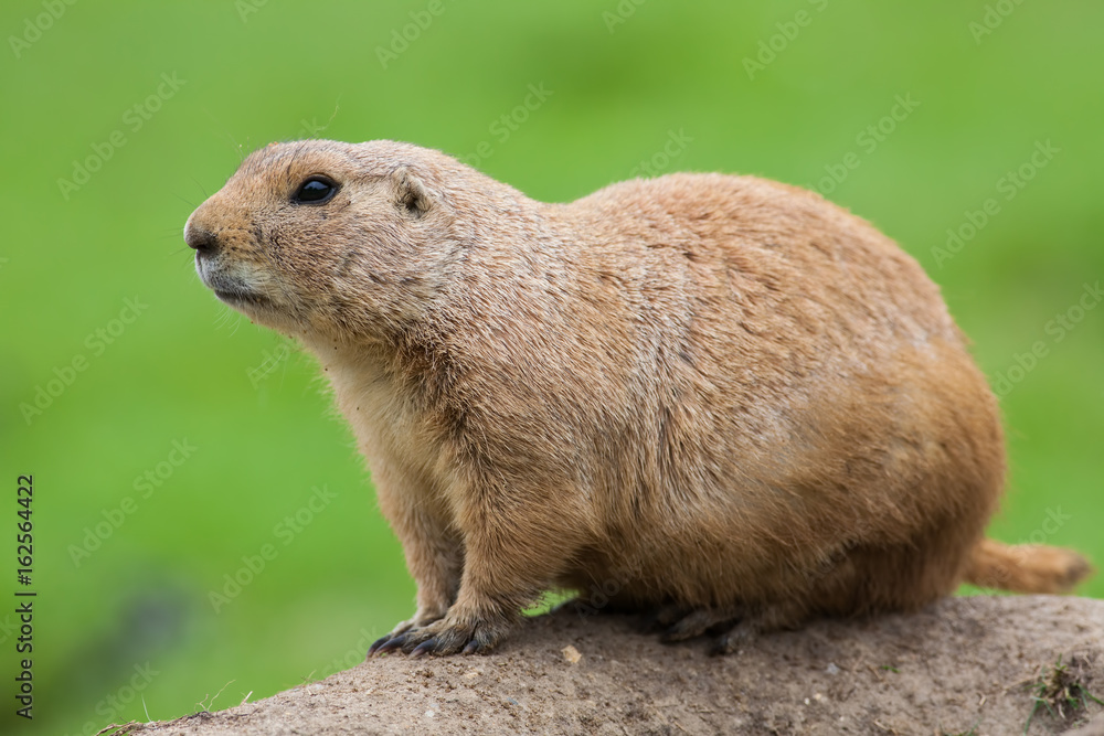 Prairie dog. Marmot rodent in close up isolated against plain green background. Prairie dog. Marmot rodent in close up isolated against plain green background.