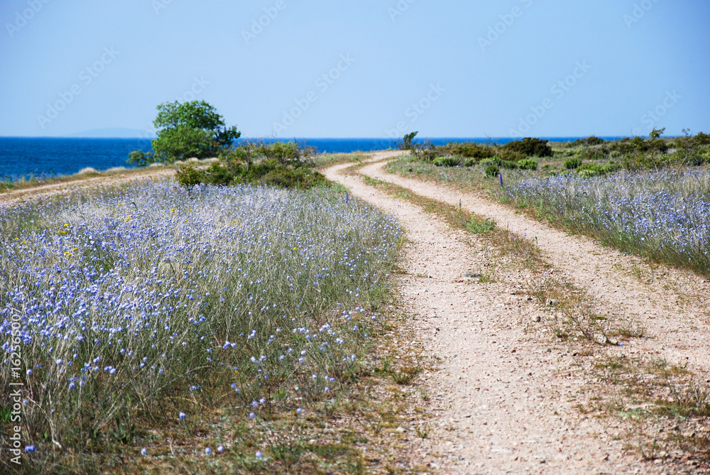 Blue flowers by a winding coastal dirt road Blue flowers by a winding coastal dirt road
