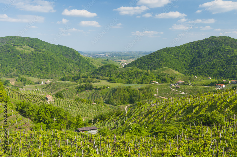 View of vineyards from Valdobbiadene, Italy during spring