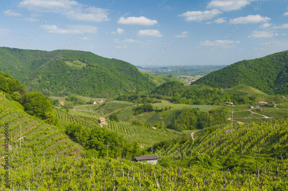 View of vineyards from Valdobbiadene, Italy during spring