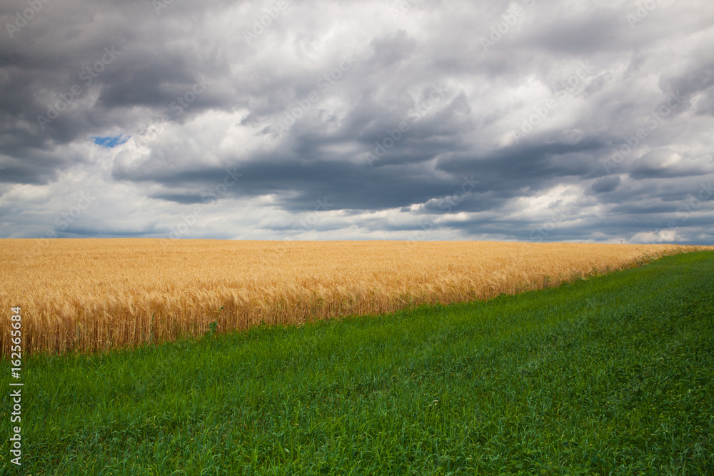 Wheat field before storm