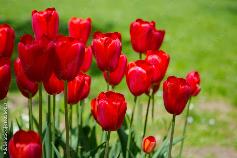 Red tulips blooming flowers field, green grass lawn in beautiful spring park. Springtime concept. Red tulips blooming flowers field, green grass lawn in beautiful spring park. Springtime concept.