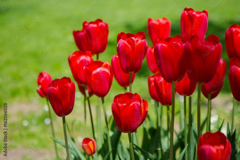 Red tulips blooming flowers field, green grass lawn in beautiful spring park. Springtime concept. Red tulips blooming flowers field, green grass lawn in beautiful spring park. Springtime concept.